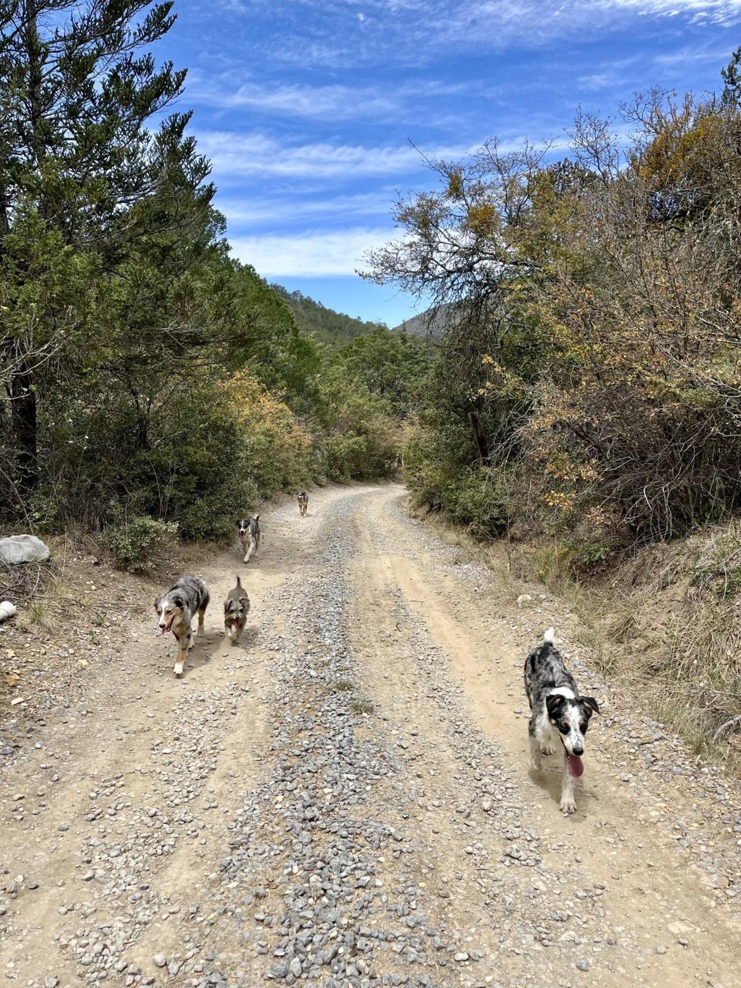 Camping En La Sierra De Arteaga Los Lirios ภายนอก รูปภาพ